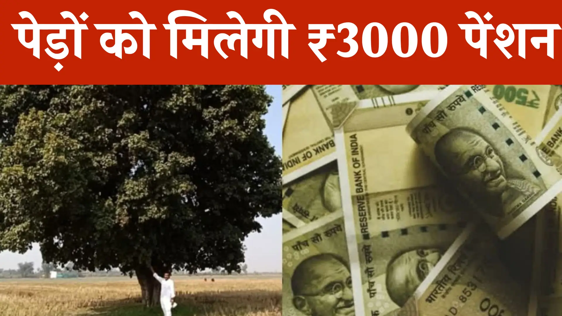 Tree Pension Scheme